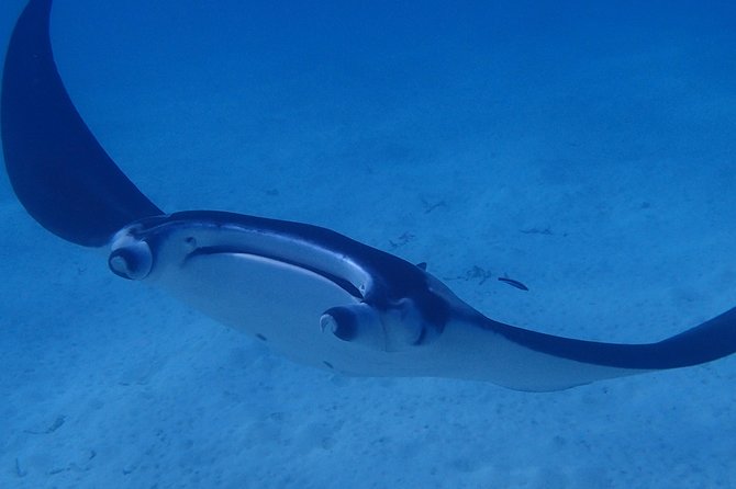 Bora Bora: Luxury Private Half Day Snorkeling Tour - Four Winns 220 Luxury, Without the Big-Tour Crowds