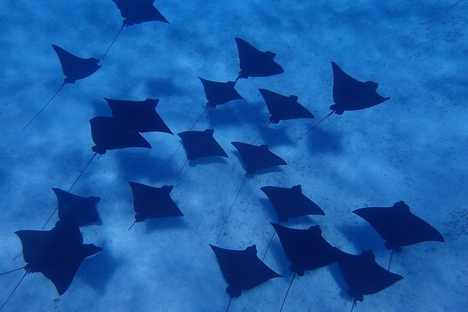 Bora Bora: Luxury Private Half Day Snorkeling Tour - Should You Book This Private Half Day Snorkeling Tour?
