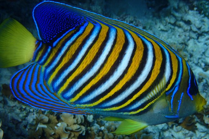 Bora Bora: Luxury Private Half Day Snorkeling Tour - The 3.5-Hour Plan, and What Each Stop is Really For