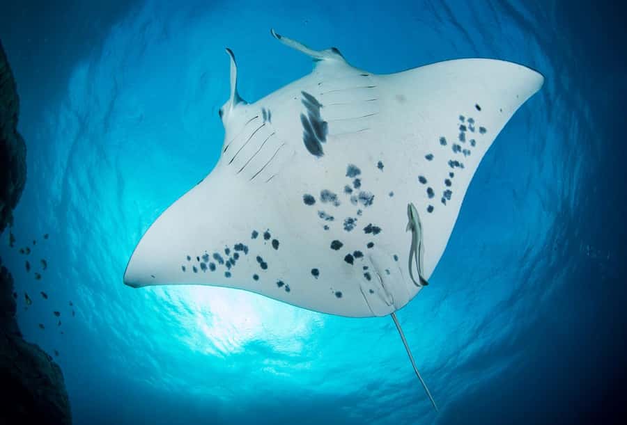 Bora Bora: Morning 2 tank dive for certified divers - Key things I’d focus on