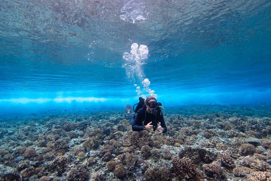 Bora Bora: Morning 2 tank dive for certified divers - Lagoon session: the kind of calm where big animals show up