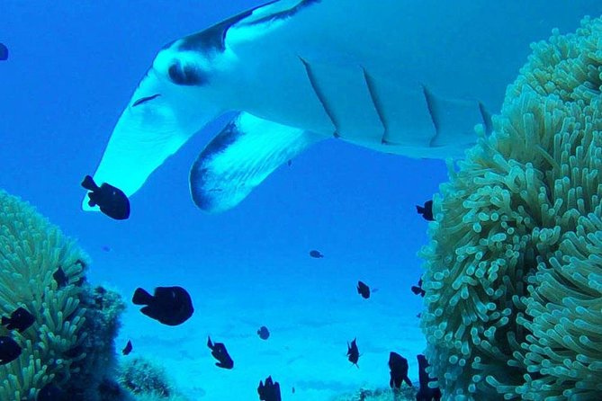 Bora Bora Private Lagoon Tours - How the 3.5 Hours Usually Plays Out On the Water
