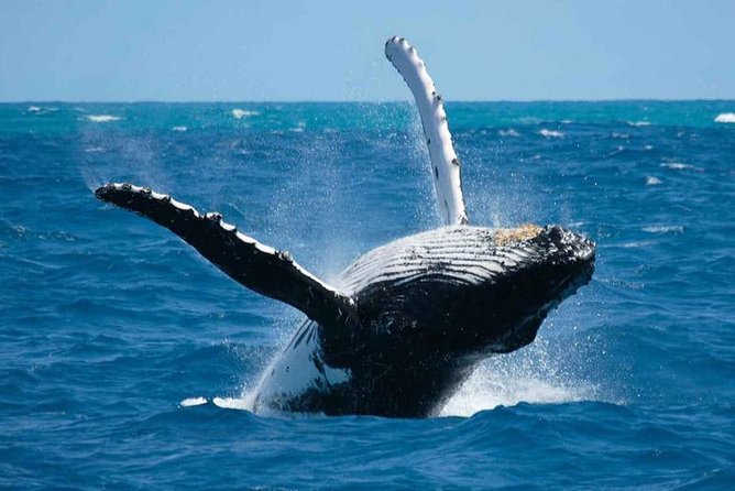 Bora Bora Whale Watching - Key things to know before you go