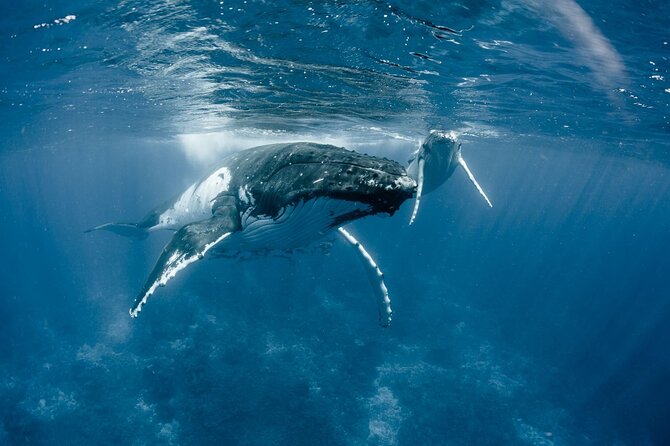 Bora Bora Whale Watching - Hotel pickup, private-only attention, and why group size changes the whole vibe