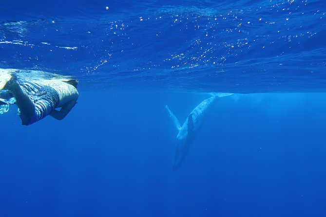 Bora Bora Whale Watching - What I’d expect to see: humpbacks, plus bonus wildlife
