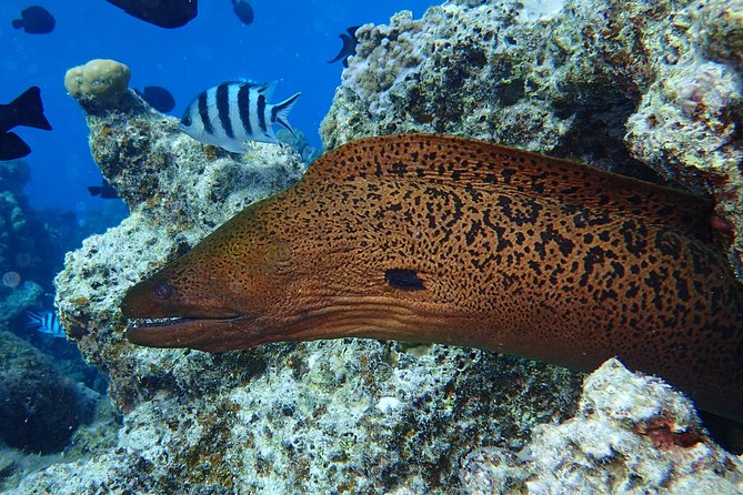 Combo Diving and Snorkeling Full Day Tour - Lunch on a Motu Near Matira Beach, Feet in the Water and Mount Otemanu Views