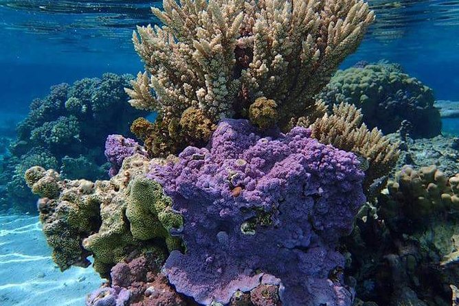 Combo Diving and Snorkeling Half-Day Tour - Meeting at 8:30 am, then hitting three underwater locations without wasting time