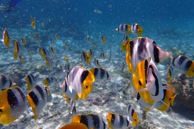 Combo Diving and Snorkeling Half-Day Tour - Snorkeling at two Bora Bora sites, with time on the surface after scuba