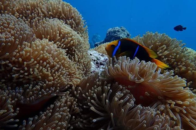 Combo Diving and Snorkeling Half-Day Tour - Gear, instruction, and the small comfort wins that make the day work
