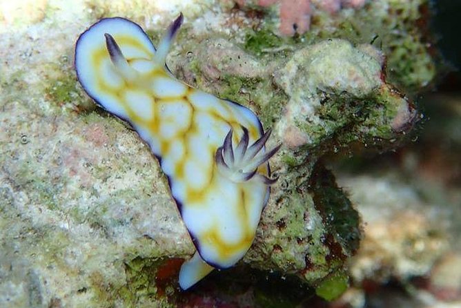 Combo Diving and Snorkeling Half-Day Tour - Weather, health, and what to do if you’re worried about safety