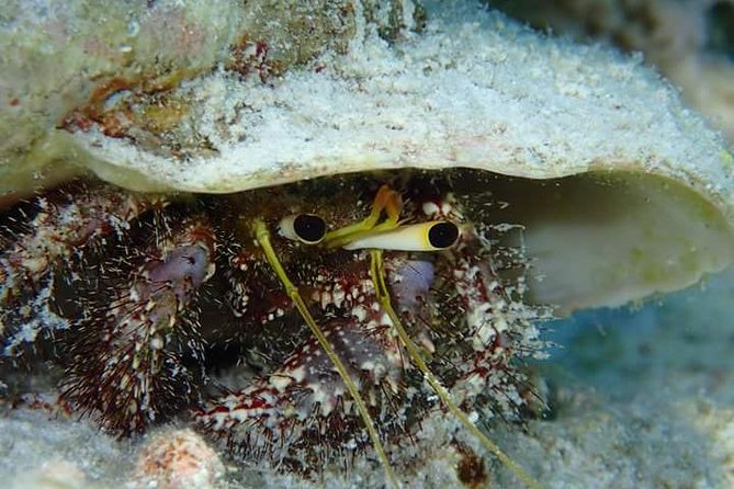 Combo Diving and Snorkeling Half-Day Tour - What to bring and what to wear for a half-day in Bora Bora water