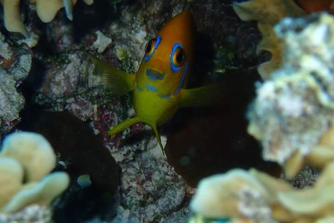 Combo Diving and Snorkeling Half-Day Tour - Your 1-tank scuba session first, built for intro participants and certified participants