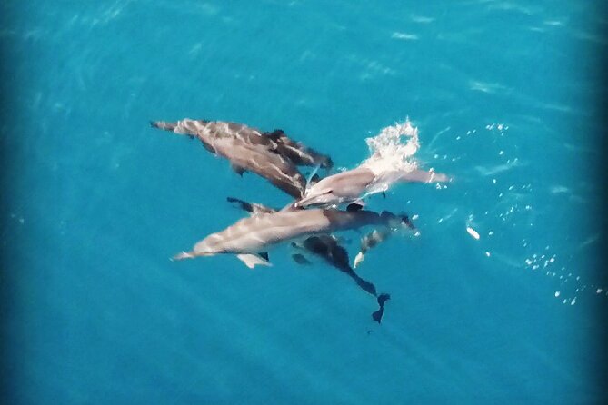 Combo Jet Ski Excursion + 4X4 Safari - Sharks and rays stop: what to expect and how to prepare