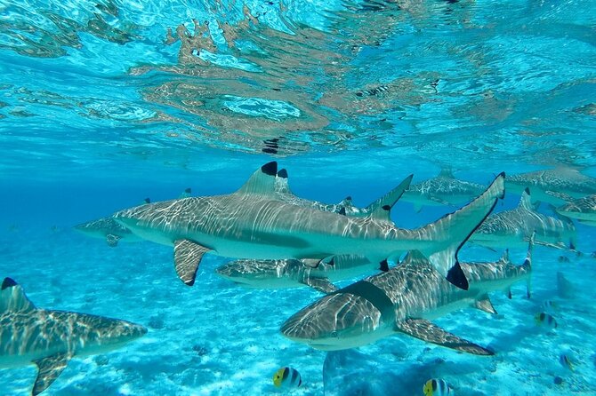 Combo snorkeling + motu lunch + jet ski group tour full day - Private motu lunch: where the day slows down and the culture shows up