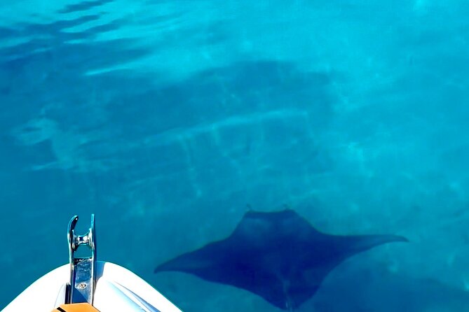 Crazy sea horse Bora Bora Comfortable boat, snorkeling and lunch - Meet Mo and Tu, the kind of guides who change the day