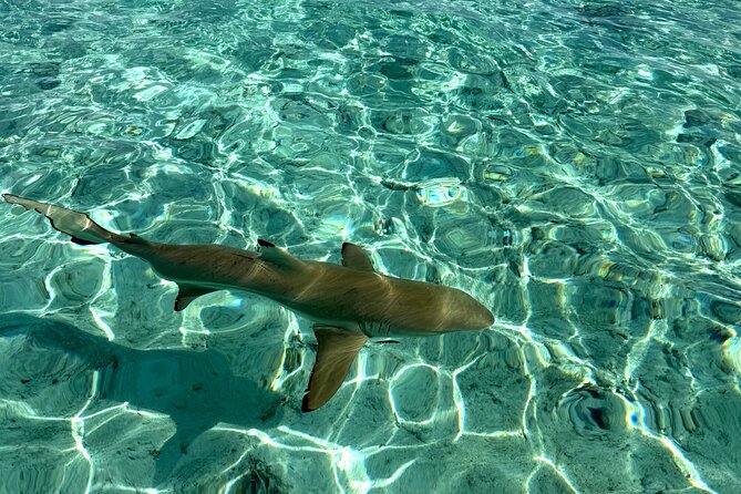 Crazy sea horse Bora Bora Comfortable boat, snorkeling and lunch - The motu BBQ finish, plus the coco and pareo show
