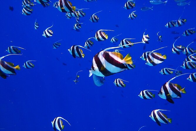 Discover the Beauty of Polynesian Waters by Boat and Snorkeling - Tahiti lagoon time that feels guided, not chaotic