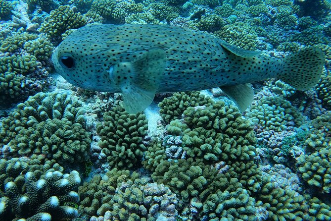 Discover the Beauty of Polynesian Waters by Boat and Snorkeling - What the guide and small group size do for your experience