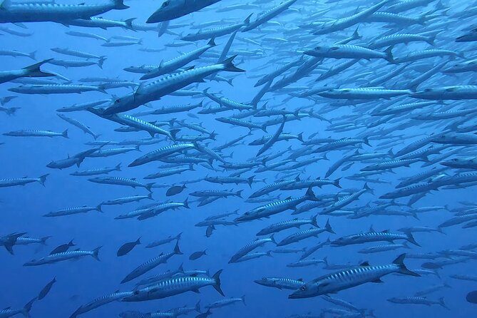 Discover the Beauty of Polynesian Waters by Boat and Snorkeling - Price and value in Tahiti terms