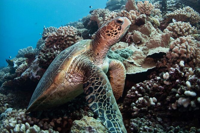 Diving day - Marina Taina pickup, the 8:00 am start, and what that means