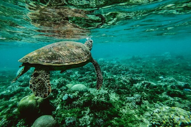 Diving day - What you might see: turtles, rays, white-tip sharks, eels, dolphins, and fish