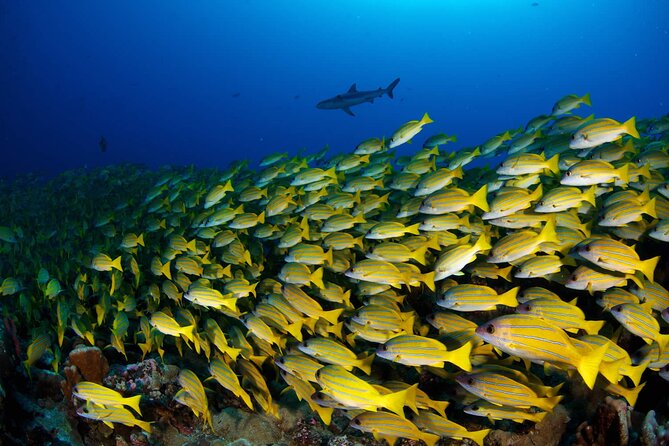 Double Diving Adventure Exploration for Certified Divers - The gear and boat details that separate good from great