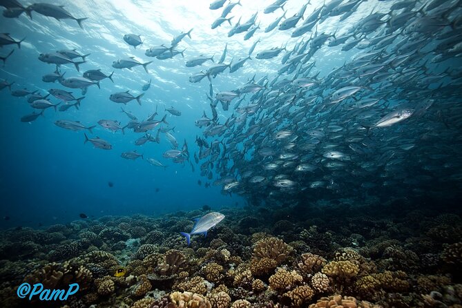 Double Diving Adventure Exploration for Certified Divers - Morning logistics: start time, meeting point, and your physical prep