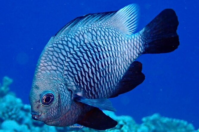 Double Diving Adventure Exploration for Certified Divers - Price and value: what $240.50 buys you