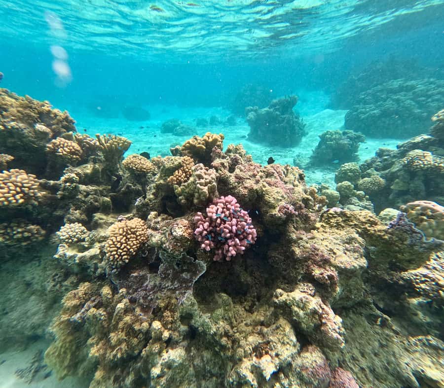 E-Board private tour of Moorea lagoon - Coral garden snorkeling: seeing fish around real coral (without touching)