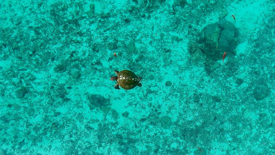 E-Board private tour of Moorea lagoon - Who this E-board lagoon tour is best for, and who should skip it