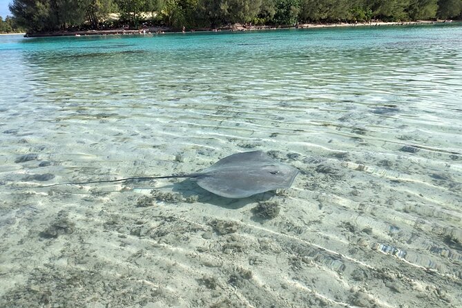Eco guided excursion to the lagoon of Moorea in a transparent kayak Afternoon 2h - Who this tour suits best in Moorea