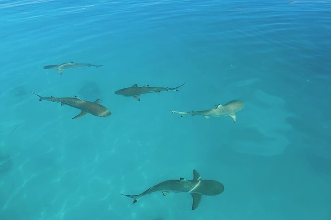 Excursion The Blue Lagoon and Reef Island - Coral Garden Aquarium Snorkeling: What You’re Getting Beyond a Quick Swim