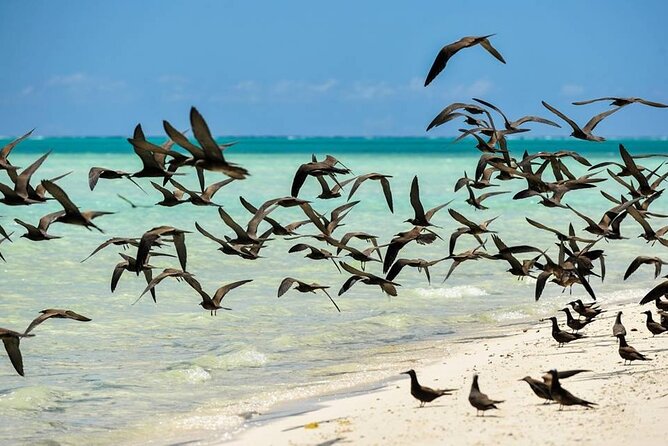 Excursion to Tetiaroa by Catamaran Visit Lunch Snorkeling - Lunch on board: raw fish in coconut milk, hot rice, and tuna