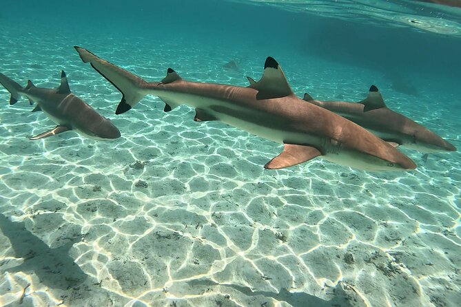 Exploration, Taha'a Lagoon Tour by Private Boat - The boat comfort details that make snorkeling easier