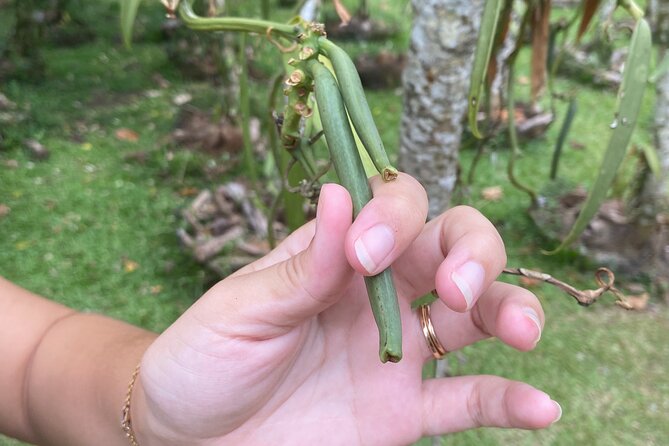 Exploration, Taha'a Lagoon Tour by Private Boat - Fare Vanira vanilla field: learning the smell, not just the fact