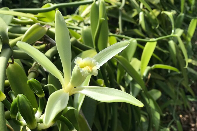 Franckyfranck tours Moorea - Tours privés // Private half day tours - Tropical garden stop and vanilla context you can actually use