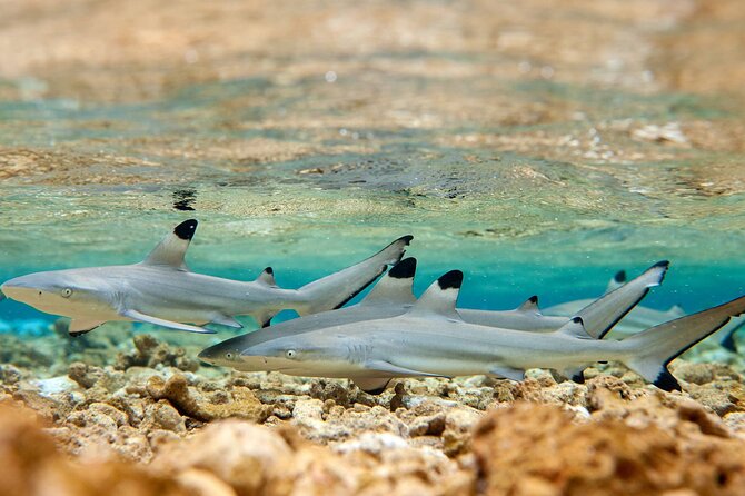 French Polynesia Snorkeling and 4X4 Adventure Tour with Buffet - What’s included, what’s not, and how to plan your day