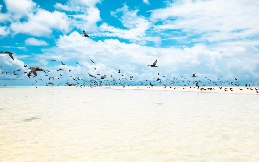 From Tahiti: Tetiaroa Island Tour by Sailing Catamaran - Snorkeling along the reef: what’s included and what to watch for