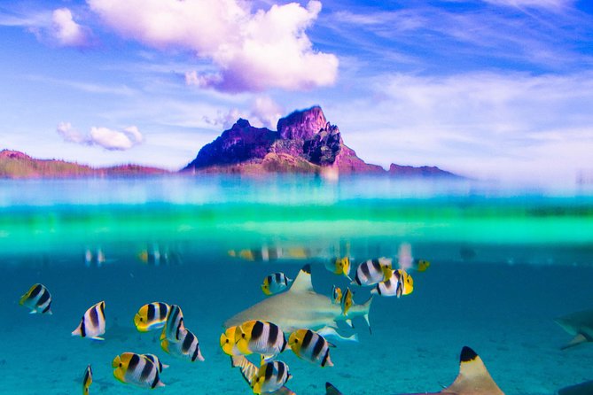 Full-Day Bora Bora Lagoon Cruise Including Snorkeling with Sharks and Stingrays - Quick Hits Before You Go