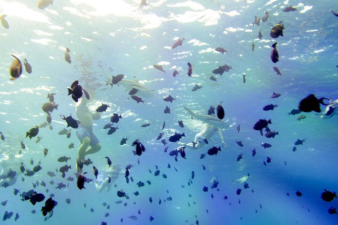 Full-Day Bora Bora Lagoon Cruise Including Snorkeling with Sharks and Stingrays - Why This Bora Bora Lagoon Cruise Works for Real Life