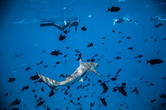 Full-Day Bora Bora Lagoon Cruise Including Snorkeling with Sharks and Stingrays - After Lunch: The Summit Stroll and Time to Enjoy the Island
