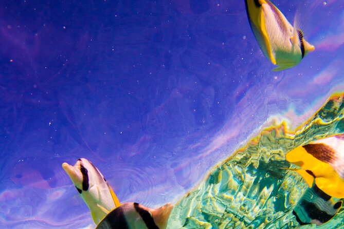 Full-Day Bora Bora Lagoon Cruise Including Snorkeling with Sharks and Stingrays - Staff, Captains, and the Vibe on the Boat