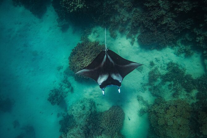 Full Day Eco Snorkeling & Traditional BBQ Lunch on a Motu - Why This Bora Bora Motu Day Feels More Like a Real Day