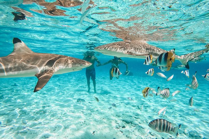 Full Day Lagoon Group Tour in Bora Bora with Lunch - Price and What You Get for $184.21