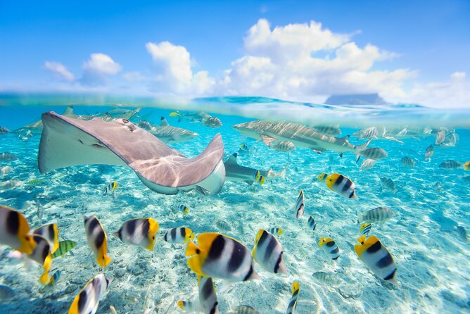 Full Day Lagoon Group Tour in Bora Bora with Lunch - Coral Garden Time: The Reef Phase People Talk About