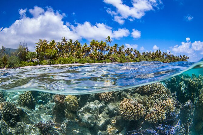 Full Day Lagoon Group Tour in Bora Bora with Lunch - Marine Life Chances: What You’re Most Likely to See