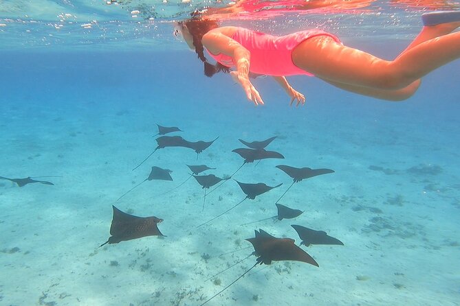 Full-day Lagoon Safari Tour with Lunch in Bora Bora - Shared tour - Key Highlights You’ll Actually Care About