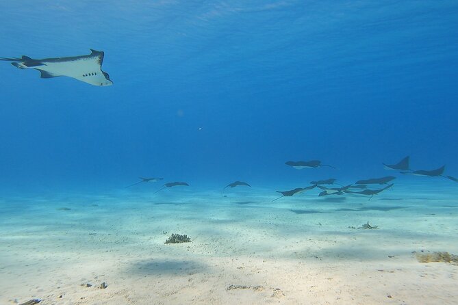 Full-day Lagoon Safari Tour with Lunch in Bora Bora - Shared tour - 9:00 am Start and What Happens Before You Hit the Water