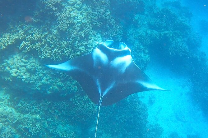 Full-day Lagoon Safari Tour with Lunch in Bora Bora - Shared tour - Stop 1 and 2: Marine Sanctuary Snorkeling With Stingrays and Blacktip Reef Sharks