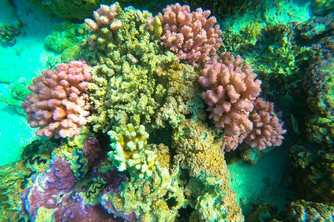 Full-day Lagoon Safari Tour with Lunch in Bora Bora - Shared tour - Stop 3: Coral Garden Snorkeling for Reef Fish and Healthy Coral